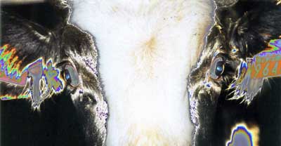 digital_cow